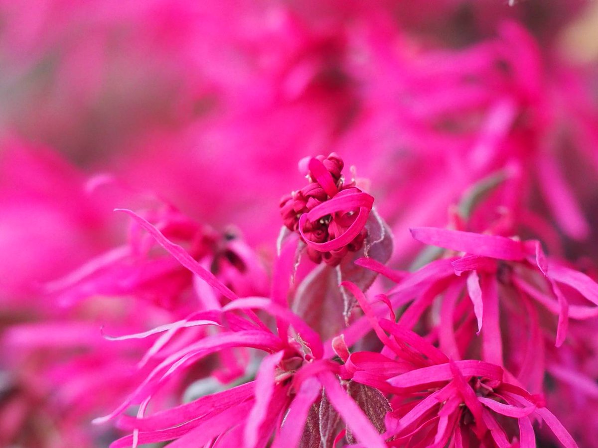 花凛𓂃 𓈒𓏸 S Tweet 21年3月18日 𓂃 𓈒𓏸 花写真 ベニバナトキワマンサク 花言葉 私から愛したい Tlを花でいっぱいにしよう 𓂃 𓈒𓏸 Trendsmap