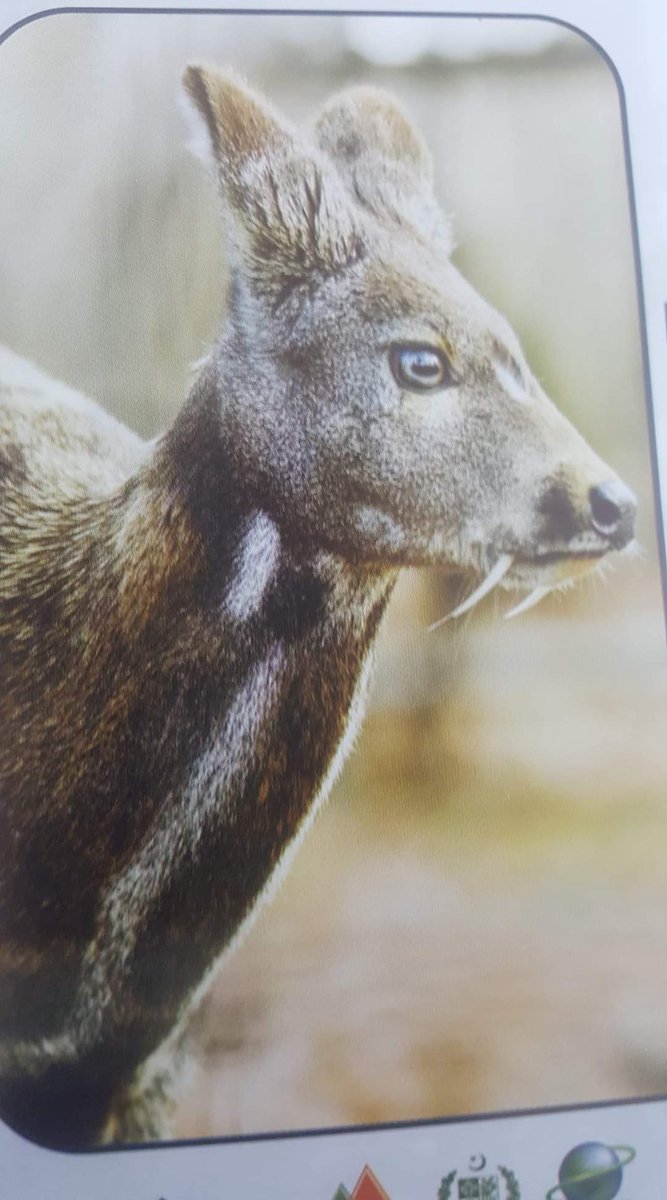 Mountain_Man007's tweet photo. Musk Deer called as Herun in urdu,Aaho in percian& Roonce in shina languages. we need to protect this wonderful creature to beautify our nature. MD declared as an endangered specie & rests in a limited number through out the planet.This animal is also found in GB.
#savemuskdeer https://t.co/4VnFdOFCJY