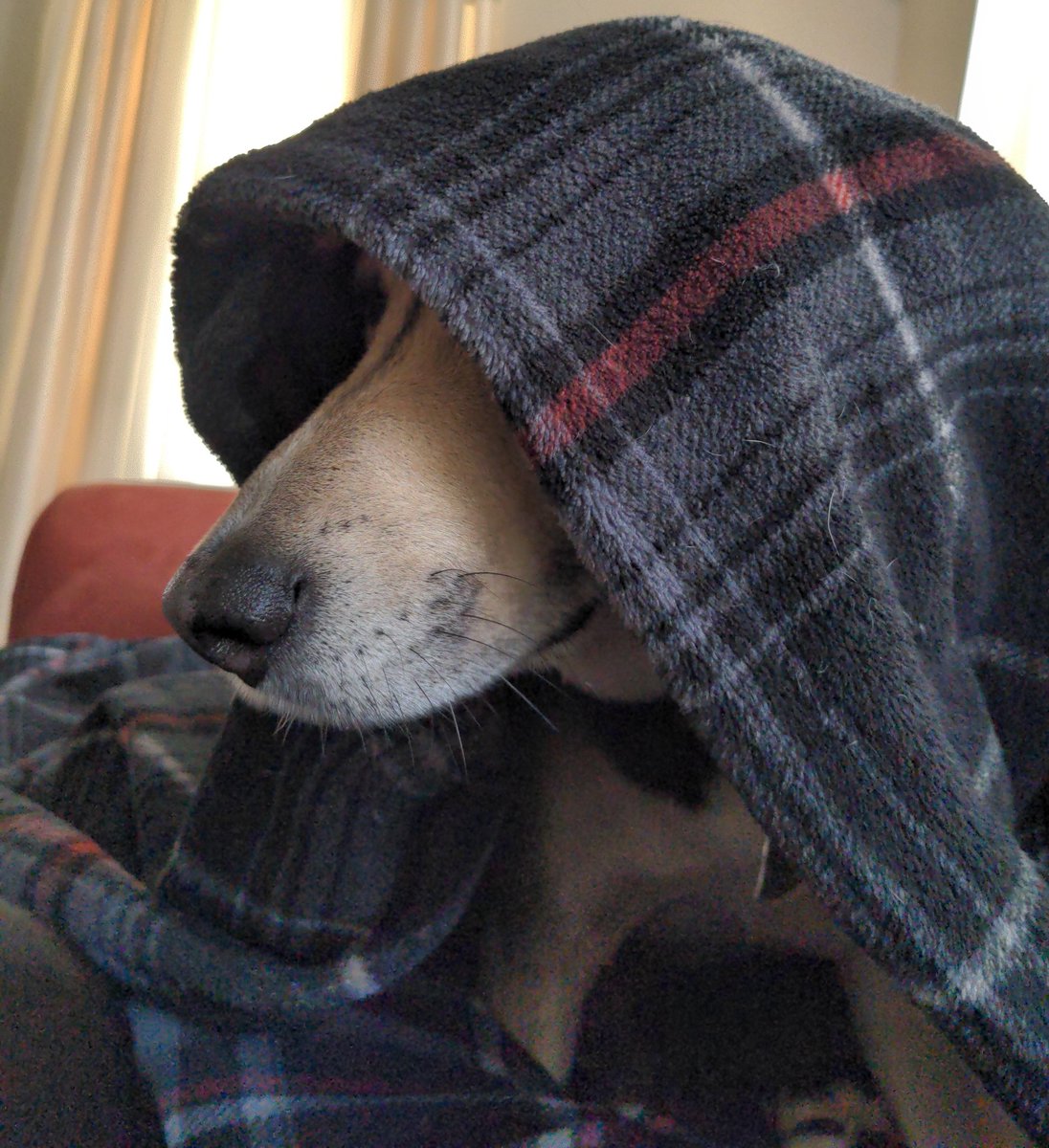 toferj_'s tweet photo. Emperor Pupatine. #Roorooroo The #DogSide of the force never looked this cute. #DogsOfTwitter https://t.co/VDhhg00fsi