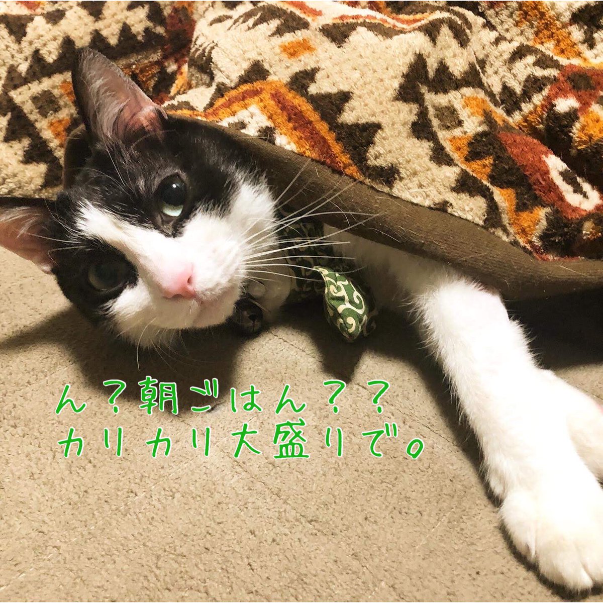 ほうえいねこ部 おはようございます こたつで寝てた虎太郎くん 寝ぼけてる ほうえいねこ部 おはようございます こたつで寝てた虎太郎くん 寝ぼけてる