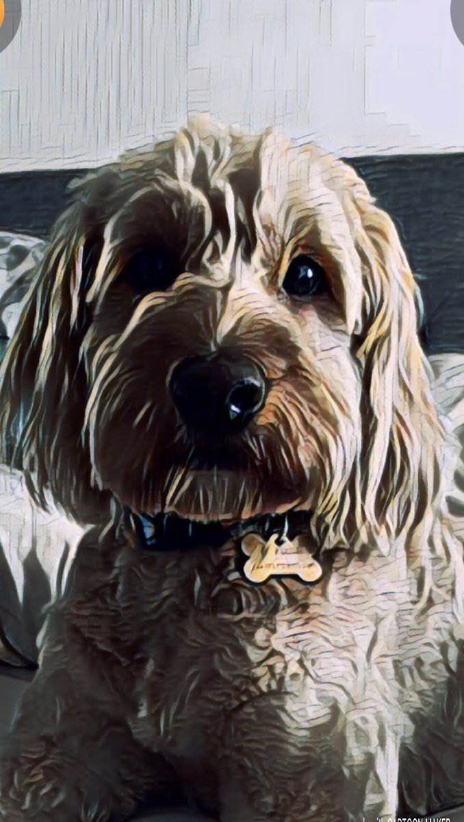 DelawareDoodle's tweet photo. Here is my official portrait. I expect to be formally hung in the Woof House 🐾
#dogsoftwitter
#goldendoodlesoftwitter
#minidoodlesoftwitter
#teddylou
#DelawareDoodle
#PowerPaws https://t.co/deZrFDosbq