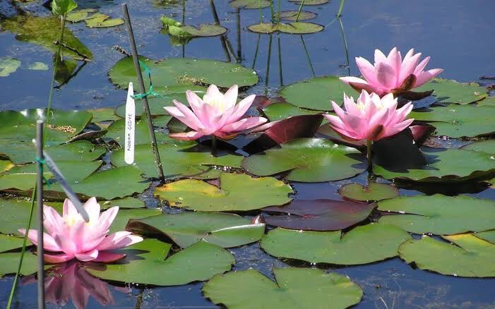 #WaterLily