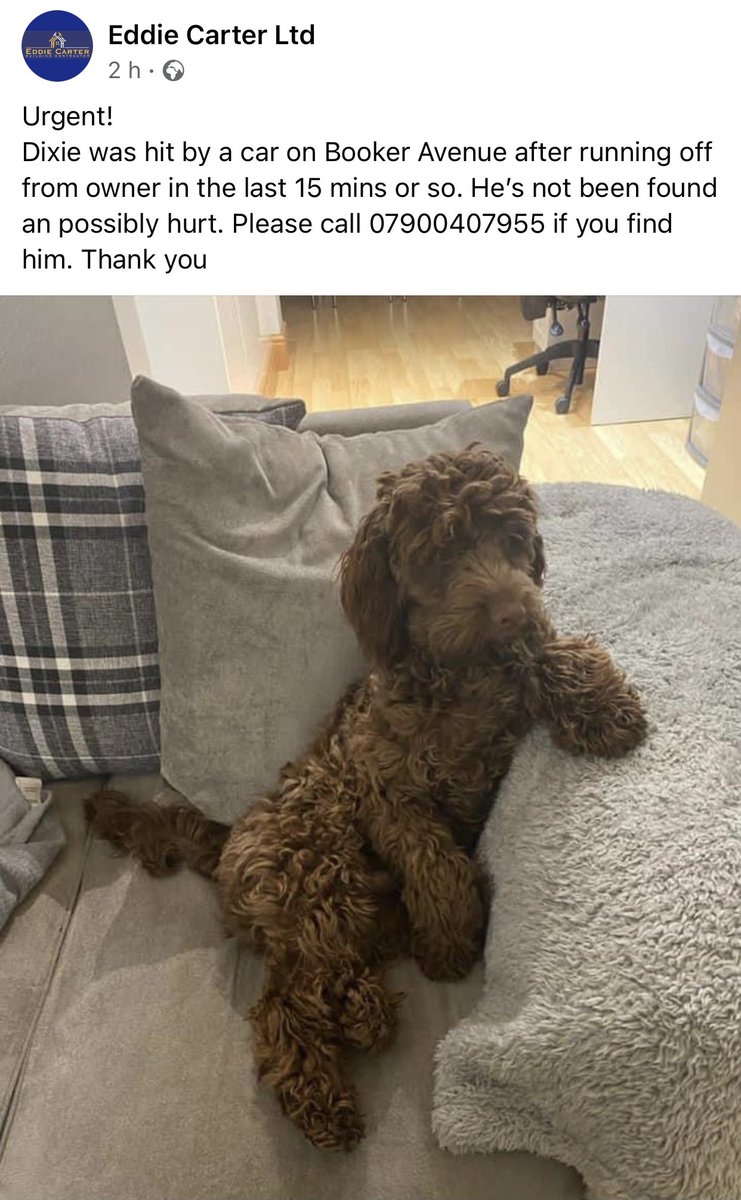 AlexClerc_EFC's tweet photo. People of Liverpool #Liverpool please share &amp; look out for our friends dog Dixie 🤞🏻 Please phone this number if you see him. Please RT 💙
@Birks1878 @1878carter https://t.co/flFkF0Q8Mh