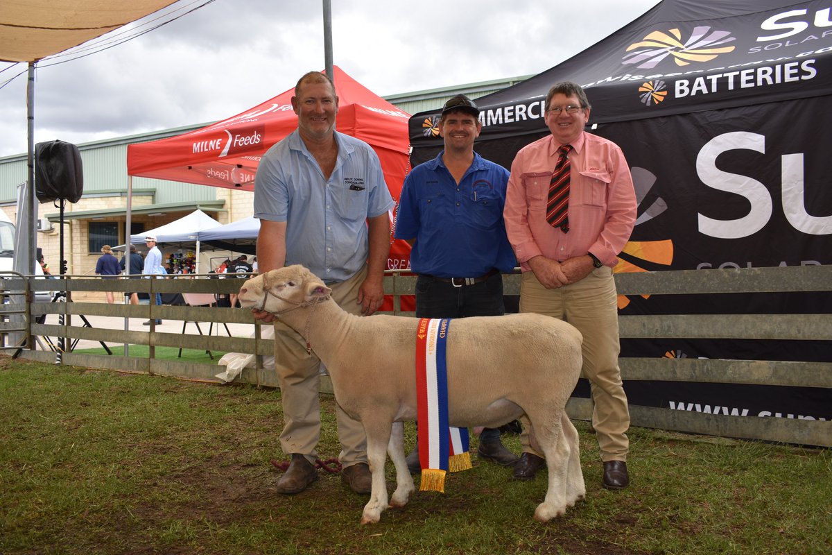 WestPollDorset's tweet image. Our Woolorama champions. Congrats #Shirleedowns Champion ram