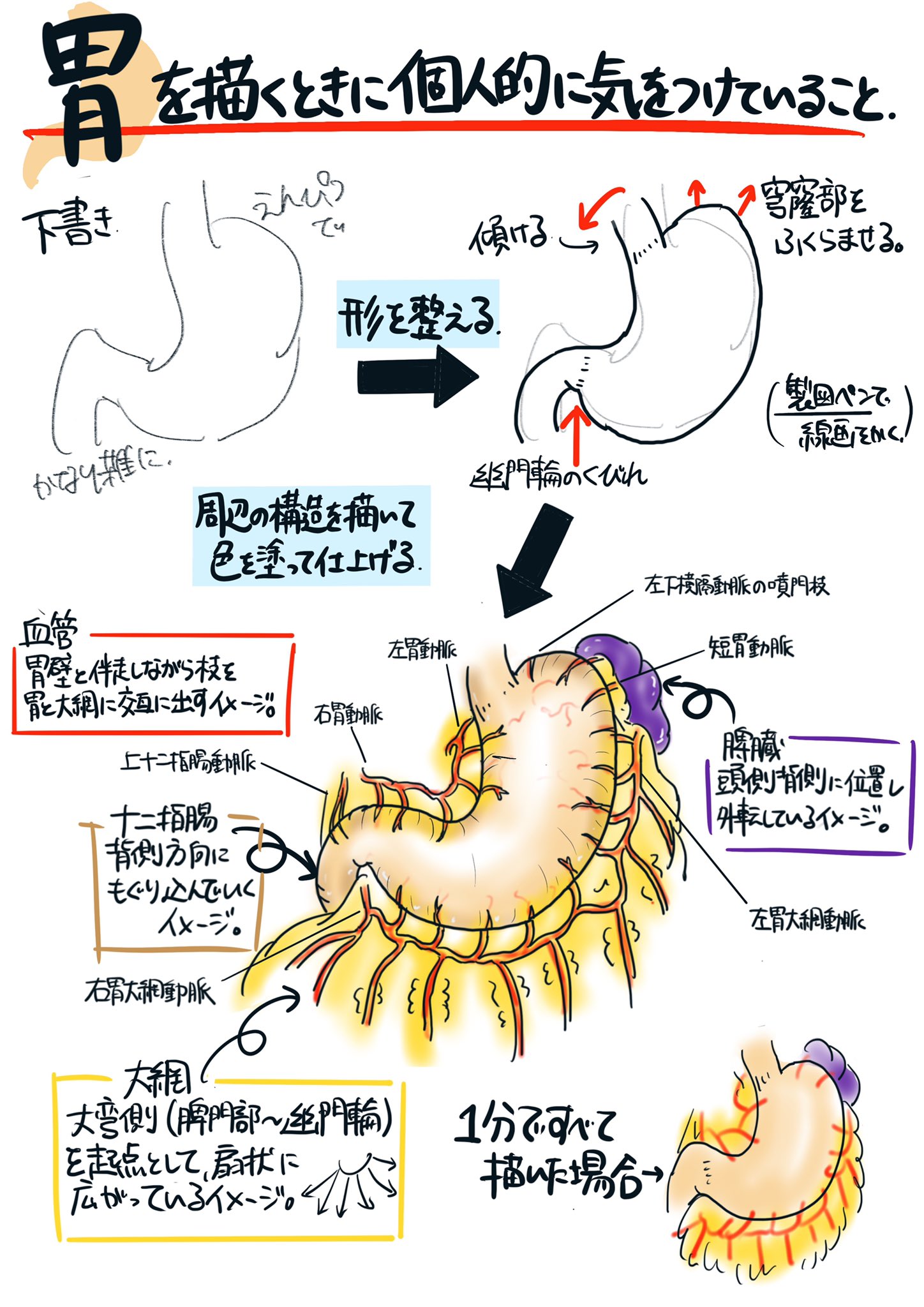 おぺなか 臓器が上手く描けないのですが どんなこと意識して描いてるんですか と質問もらいましたので 胃で図説してみました そんな人に教えられるほどのものではありませんが こういうの作るの初めてだったので楽しめました でも おぺなか 臓器が上手く描けないのですが どんなこと意識して描いてるんですか と質問もらいましたので 胃で図説してみました そんな人に教えられるほどのものではありませんが こういうの作るの初めてだったので楽しめました でも