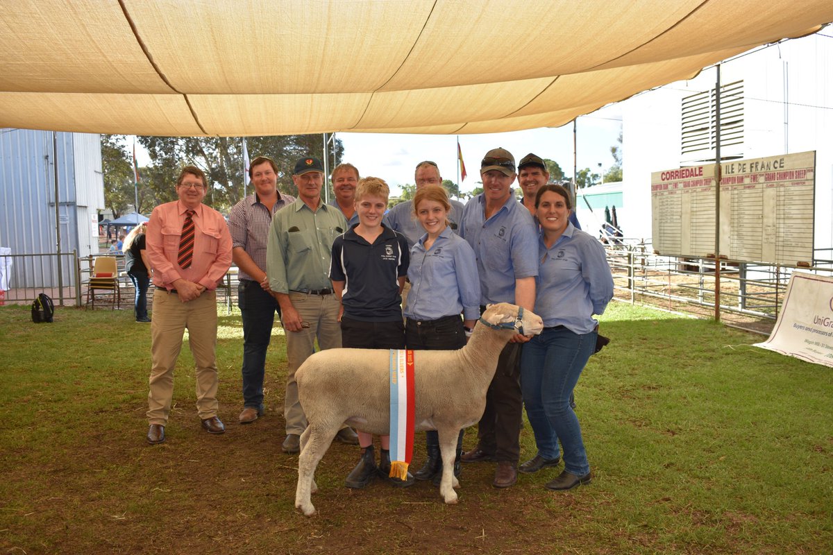 WestPollDorset's tweet image. Our Woolorama champions. Congrats #Leween champion ewe and supreme champion B&amp;amp;A breeds