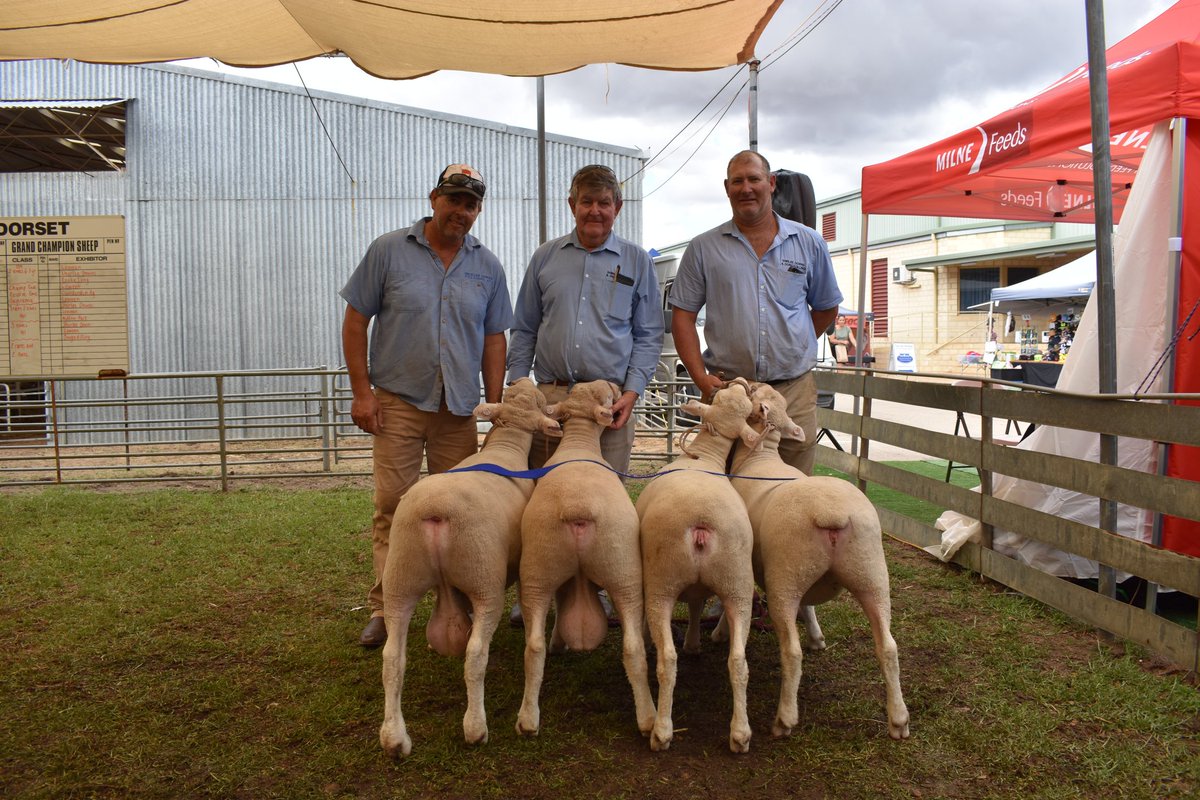 WestPollDorset's tweet image. Our Woolorama champions. Congrats #Shirleedowns winning 2 rams and 2 ewes group. Photos by #farmweekly