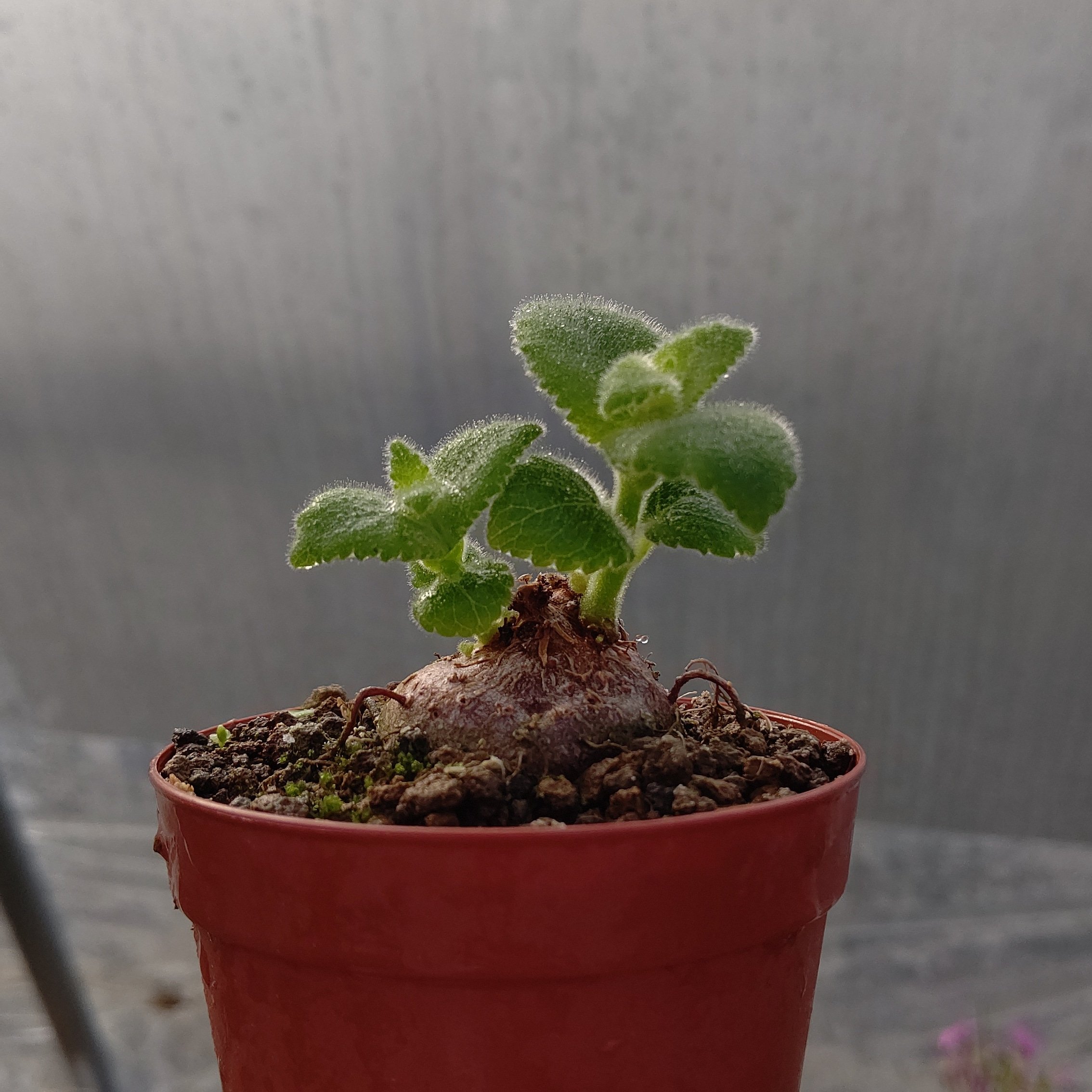オマメプランツ Sinningia Cooperi ブラジルの塊根イワタバコ 育てやすいコーデックスです 今月25日の北野天満宮 天神市 は 開催されるとのことですので オマメプランツも出店致しますー オマメプランツ 多肉植物 サボテン 京都 多肉植物販売