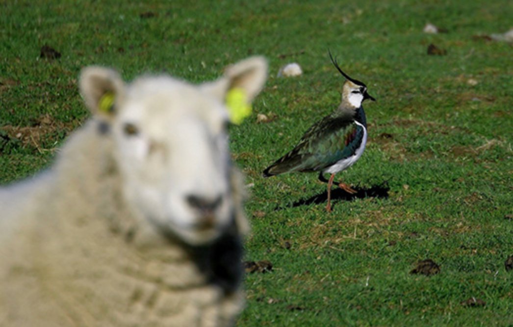 Everything you need to show your support for Friday's Rural Workers' Protest- #RWP21 scottishgamekeepers.co.uk/protest/