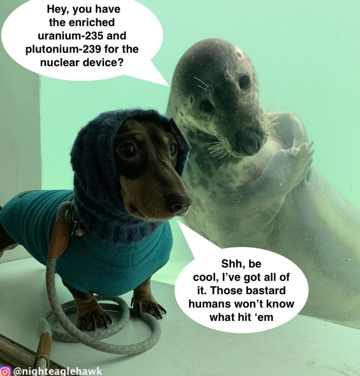 nighteaglehawk's tweet photo. #Dog #seal #nature #animals #nuclearbomb #enriched #plutonium #uranium #Memes #cute #humans #conspiracy #plutonium239 #uranium235 https://t.co/t0KAEHfhL7