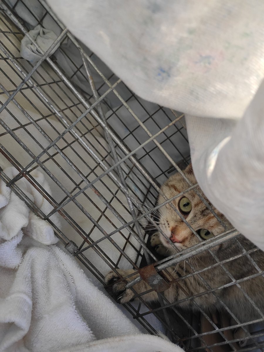 Sandritaneus's tweet photo. Hermosa Kika, de la colonia Alfonso Mira.

Me dijeron que tenía que priorizar a las hembras y pensé en ella.

Fecha de captura: 14/3/21

Fecha de regreso: 16/3/21

Ya esterilizada, le toca ser feliz en su colonia 💖

#CER #CES #proyectoces #gatos https://t.co/GOiWZBd3sI