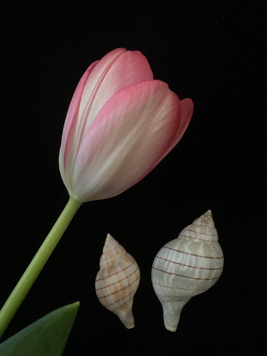 貝殻日和 チューリップ スジイリチューリップボラ イトマキボラ科 は ノースカロライナ テキサス州に分布します チューリップの蕾の形によく似た巻貝です フラワーシェル 海の底 秘密の花園 貝殻日和