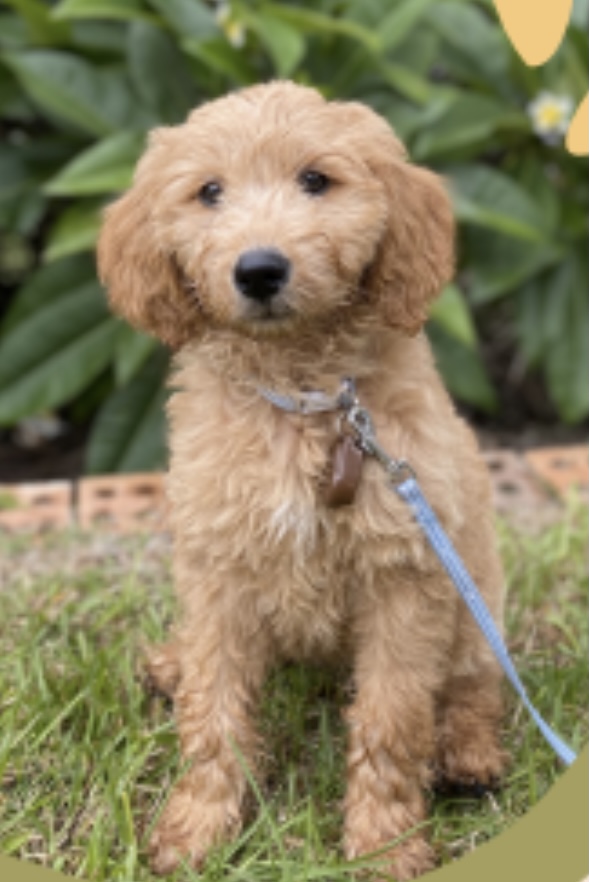 DogsConnect's tweet photo. Meet the beautiful Lady!

Lady and her community Oak Flats Public School are part of the Dogs Connect Mentorship online learning program. Training with Lady and Oak Flats will take place via the online course - The Dogs Connect Mentorship. 
#wellbeingdogs #mentalhealth https://t.co/pAPoTDwjnu