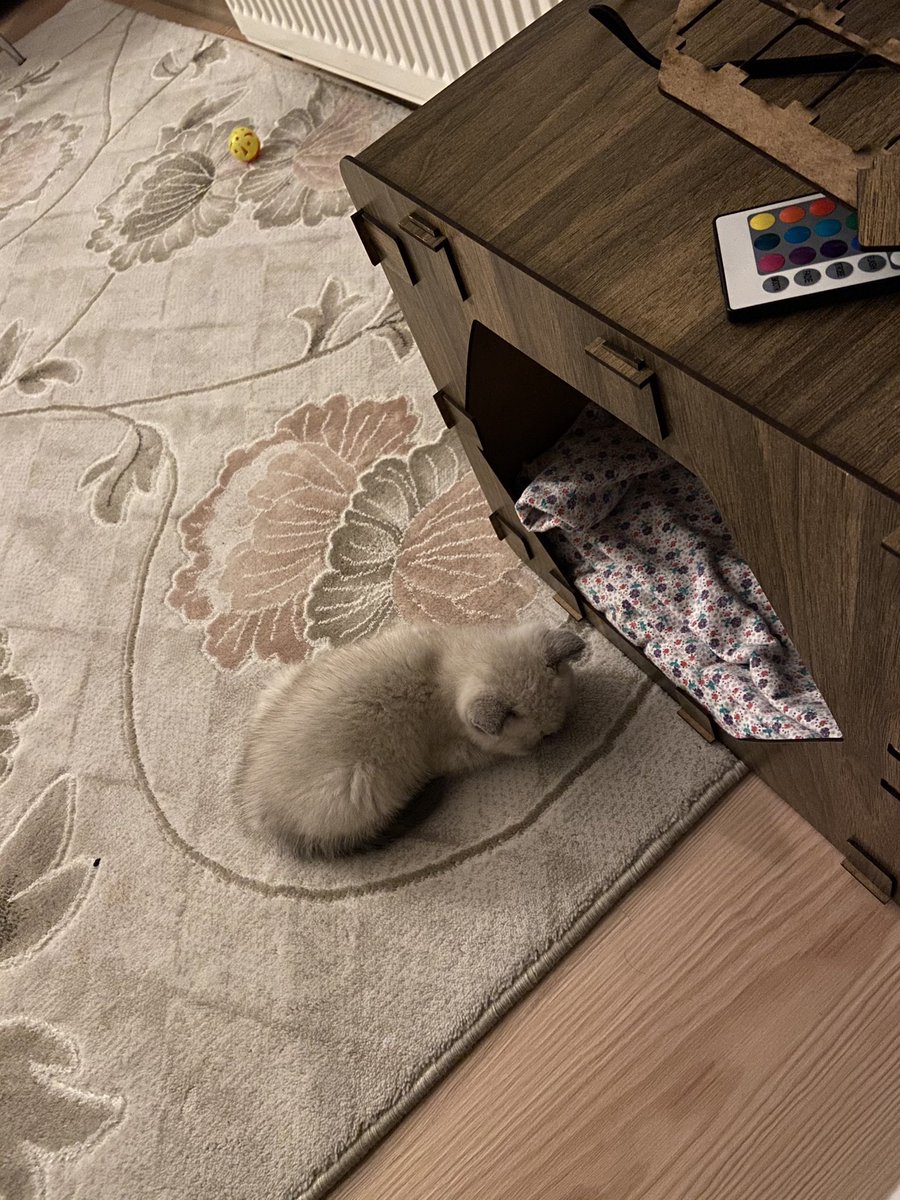 Kedime ev aldık kapısında yatıyo akıllanmazsın sen