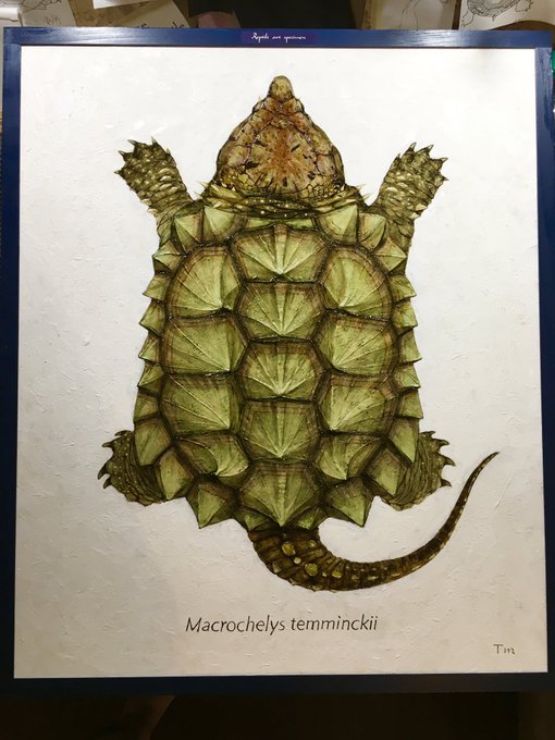 ワニガメのtwitterイラスト検索結果