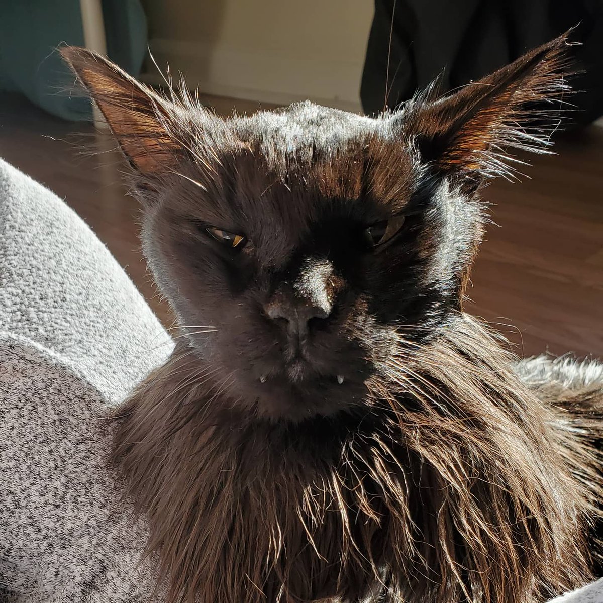 AbbyNormal92's tweet photo. My cat's 17th birthday is so important, I want to put it on Twitter. ❤️ Happy birthday, Toasty! https://t.co/MmgJntA9YF
