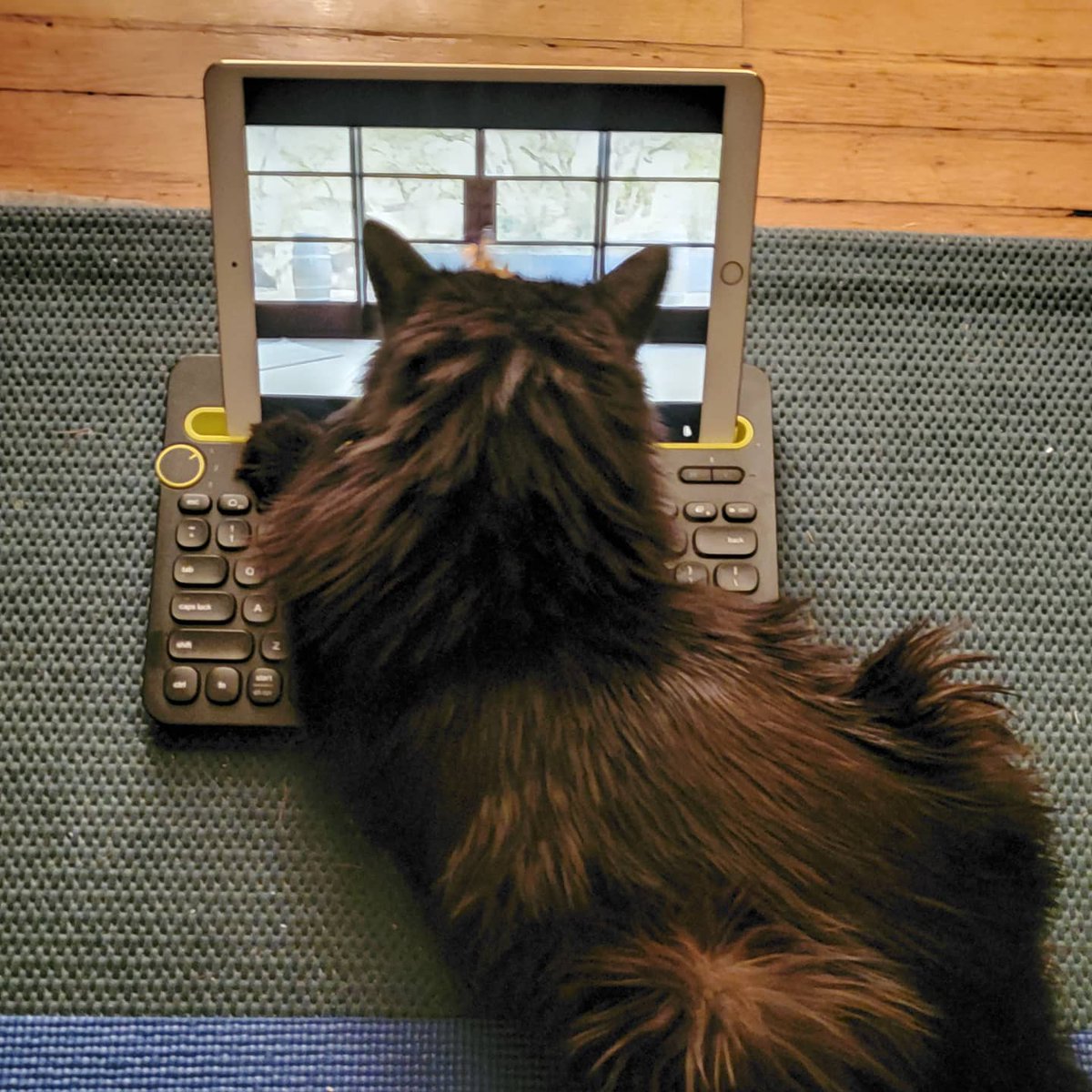 AbbyNormal92's tweet photo. My cat's 17th birthday is so important, I want to put it on Twitter. ❤️ Happy birthday, Toasty! https://t.co/MmgJntA9YF
