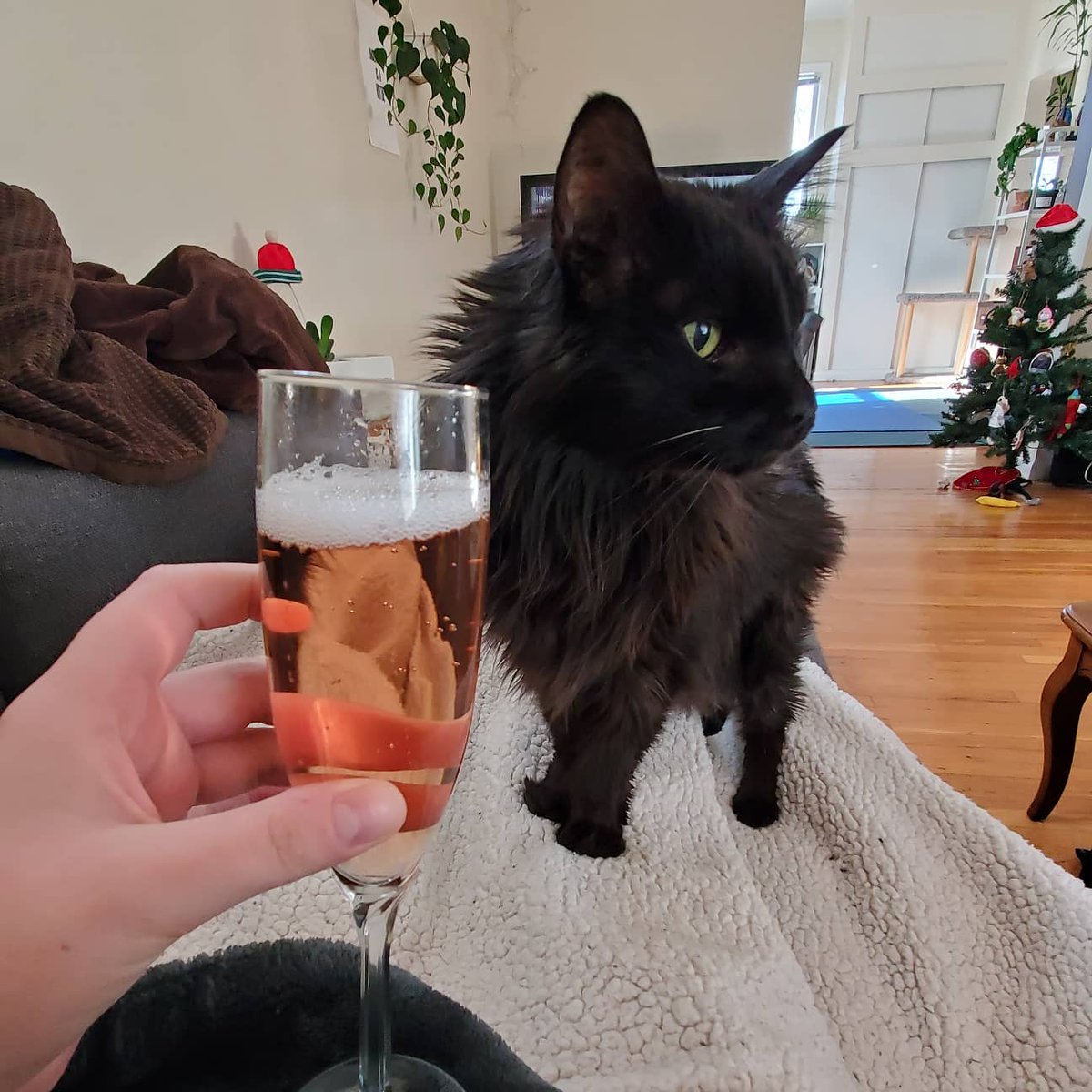AbbyNormal92's tweet photo. My cat's 17th birthday is so important, I want to put it on Twitter. ❤️ Happy birthday, Toasty! https://t.co/MmgJntA9YF