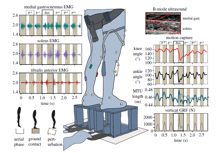 cclemente4's tweet photo. Our new paper is out led by @TaylorJMDick and @gregory_sawicki on muscle function while "falling in a hole", that weird feeling you get when you think there should be a step there but then there isn't!! @royalsociety @usceduau  https://t.co/yj2QJUrgOh https://t.co/KZ9whs0clt