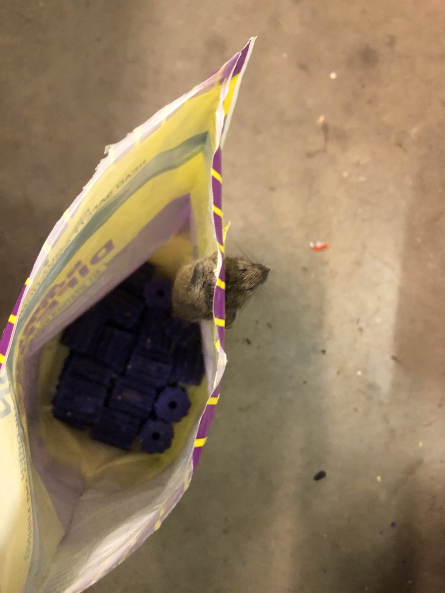 If you think you’re having a bad day, spare a thought for this little guy. Chewed his way into the bait packet, overindulged on the forbidden fruit, then ringbarked himself on the way out 🐭 #survivalofthefittest #mouseplague