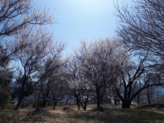 伊那公園 常田