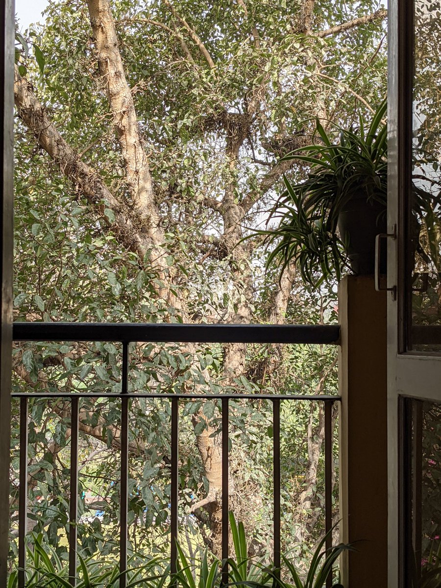 SpurthiKolipaka's tweet photo. View from my balcony.
There's a huge Kite/ Eagle in that nest. (I still can't differentiate these birds).
There are some green birds (not parrots).
And of course, my regular, pigeons.
My version of birdwatching. #NotACrow
#thursdaymorning https://t.co/MJXUVeQTfx