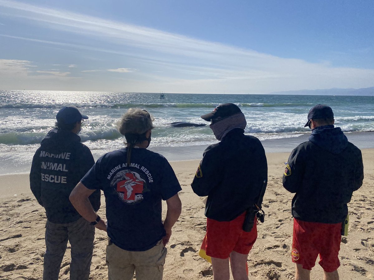 #GillisIC Shortly before 4PM Lifeguards responded to a report of a 25’ whale inside of the surfline just south of Marina Del Rey at Dockweiler beach. <a href="/MARescue/">Marine Animal Rescue</a> <a href="/LAPDHQ/">LAPD HQ</a> and <a href="/LACoLifeguards/">LACoLifeguards</a> are on scene.