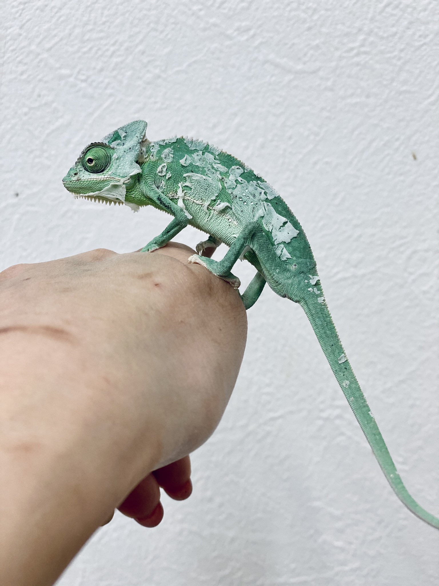 Pureanimal Official かわいいカメレオンベビー入荷しました カメレオン カメレオンベビー ピュアアニマル T Co G1kwcygbmm Twitter