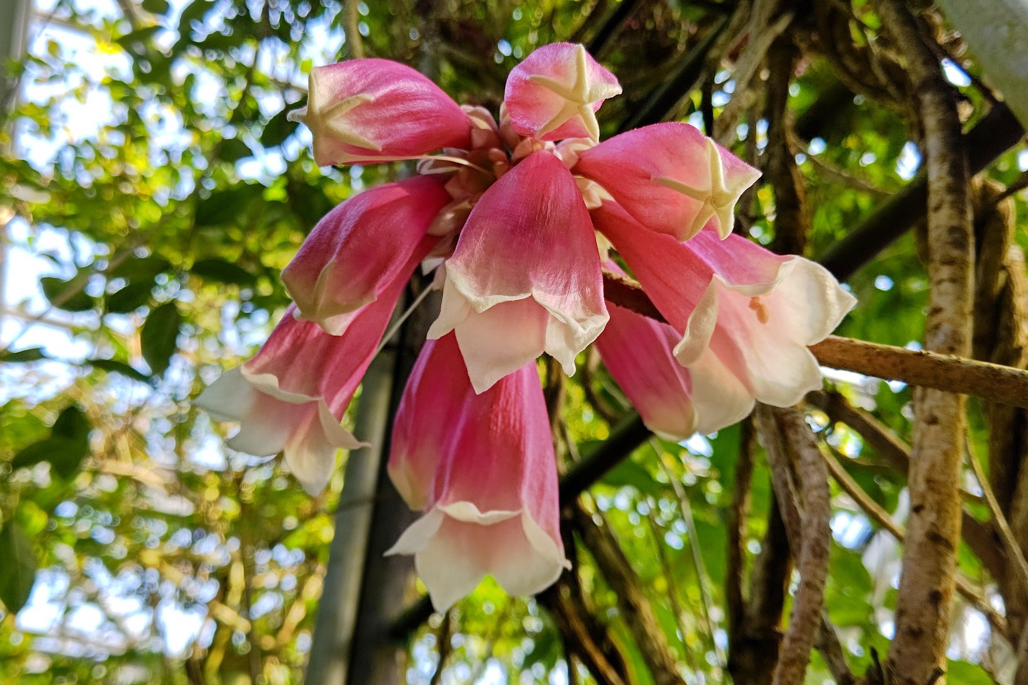 公式 京都府立植物園 観覧温室ジャングル室ではノウゼンカズラ科の植物で ニューギニア原産のテコマンテ ベヌスタが咲いています 木本性のつる植物で 花はピンク色で先端が白色になります テコマンテ ベヌスタ 観覧温室 京都府立植物園