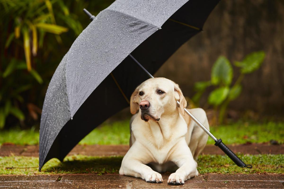 FourthWardCLT's tweet photo. Tomorrow's Dog Meet Up is canceled due to the weather. See you next week! 
#FourthWardCLT
#DogMeetUp https://t.co/5zegU6bVRY