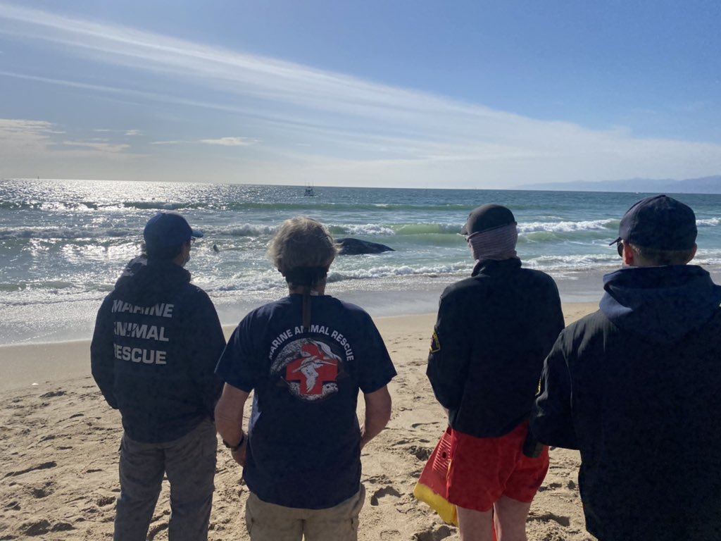 *Update* #GillisIC - At the direction of <a href="/NOAAFisheries/">NOAA Fisheries</a>, <a href="/MARescue/">Marine Animal Rescue</a> and <a href="/LACoLifeguards/">LACoLifeguards</a> will leave the whale in place for a tidal cycle in hopes that it will be able to return to deeper water. Any attempt to tow the animal would most likely result in critical injury.