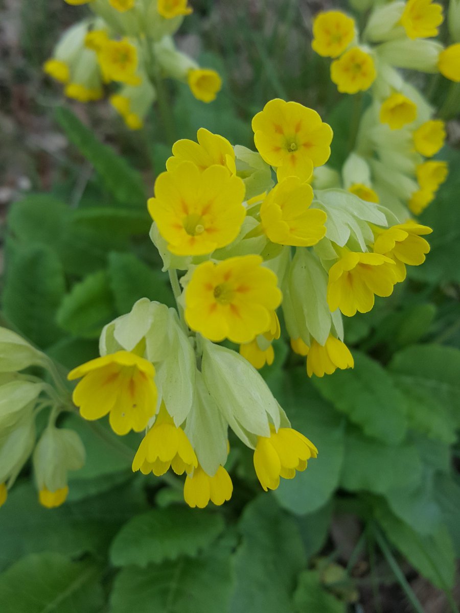 lpcdordognehols's tweet photo. The garden @lpcdordognehols and hedgerows all around us are bursting with cowslips #SpringBreak #spring #NaturePhotography #photography #naturelovers #nature #Dordogne #openallyearround #Flowers #cowslips https://t.co/zqwnwIt6KW