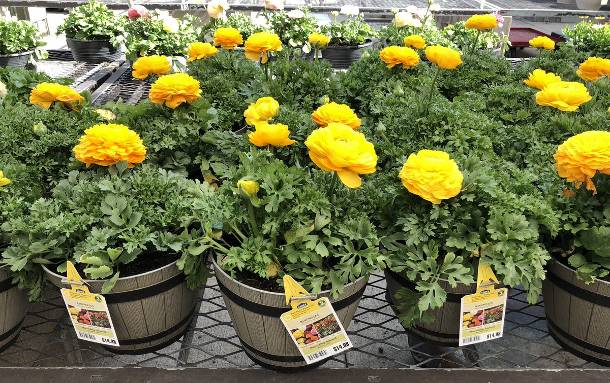 No need to wait, the time is now for shopping colorful varieties of spring #Pansies, #Ranunculus, #Osteospermum and #Bulbs! Welcome spring, once again, <a href="/Lowes/">Lowe's</a>. <a href="/LBishPlants/">Lora Bishop</a>  <a href="/BattlefieldFarm/">Battlefield Farms</a>  <a href="/TipToeTyler/">Tyler Combs</a>  <a href="/AlanWal73481862/">Alan Waller</a>  <a href="/TJS_Battlefield/">Todd S. - Battlefieldfarms</a> <a href="/JG_Battlefield/">Jill Guth</a>  <a href="/AF_Battlefield/">AlanF-Battlefieldfarms</a>