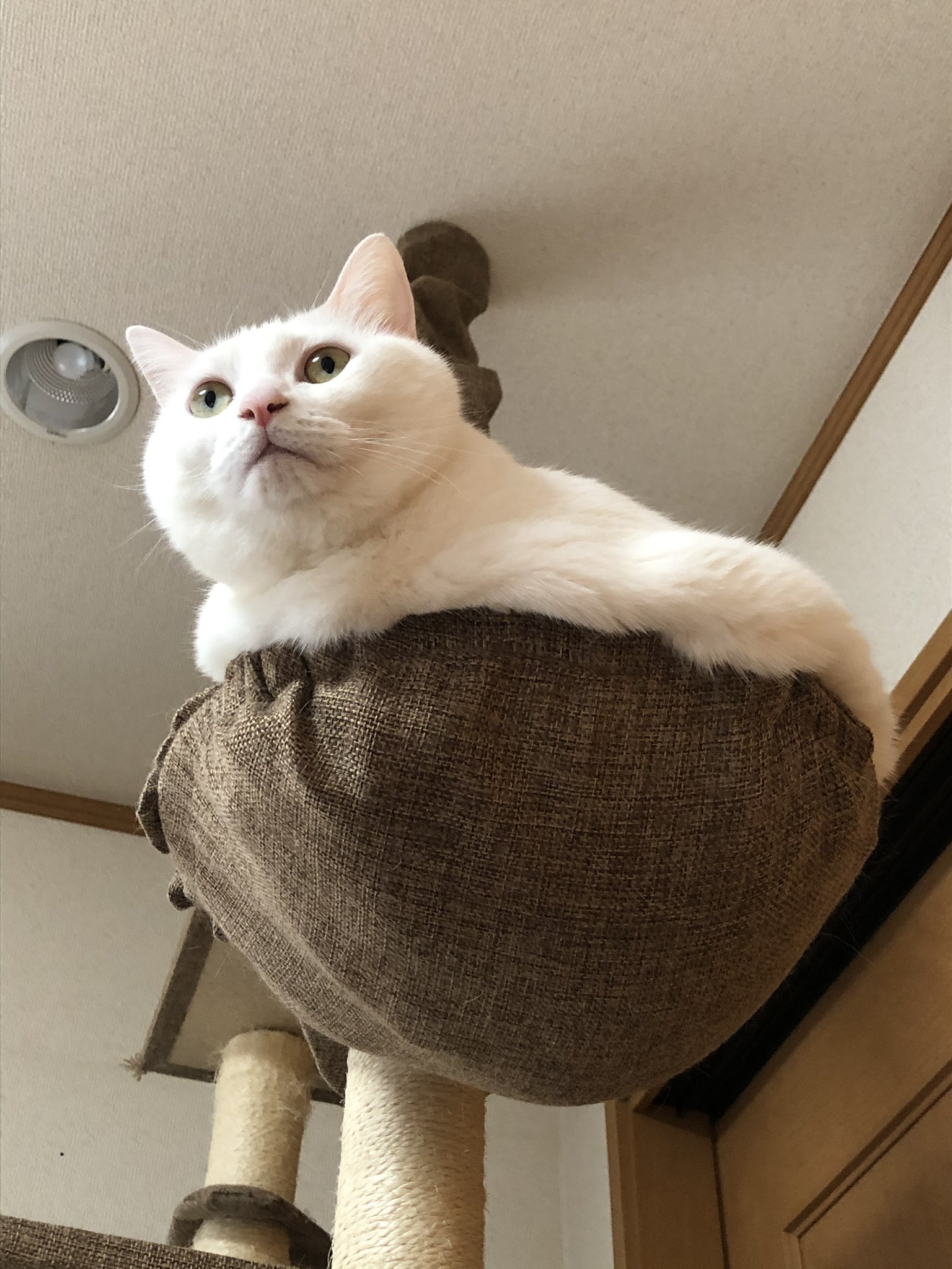 ねこ 昨日足の親指裏に刺さった髪の毛を取るのに病院で麻酔かけて除去 刺さるのは日常茶飯事だけどここまでは初めて 痛い そして痛い足を情け容赦なく踏んで行くお嬢ズ ねこ 昨日足の親指裏に刺さった髪の毛を取るのに病院で麻酔かけて除去 刺さるのは日常茶飯事だけどここまでは初めて 痛い そして痛い足を情け容赦なく踏んで行くお嬢ズ