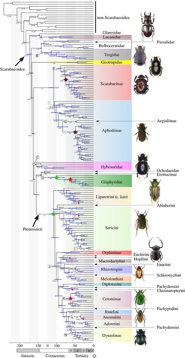 EvolEmpiricist's tweet photo. While Goliath beetle DNA data hasn't been reported, data from other beetles in the subfamily Cetoniinae (flower chafers) show that they diverged ~80 mya from shining leaf chafers, rhinoceros beetles, may beetles and junebugs https://t.co/1F3RpidYg4 #2021MMM #RIP #needdata https://t.co/DYhder26rc