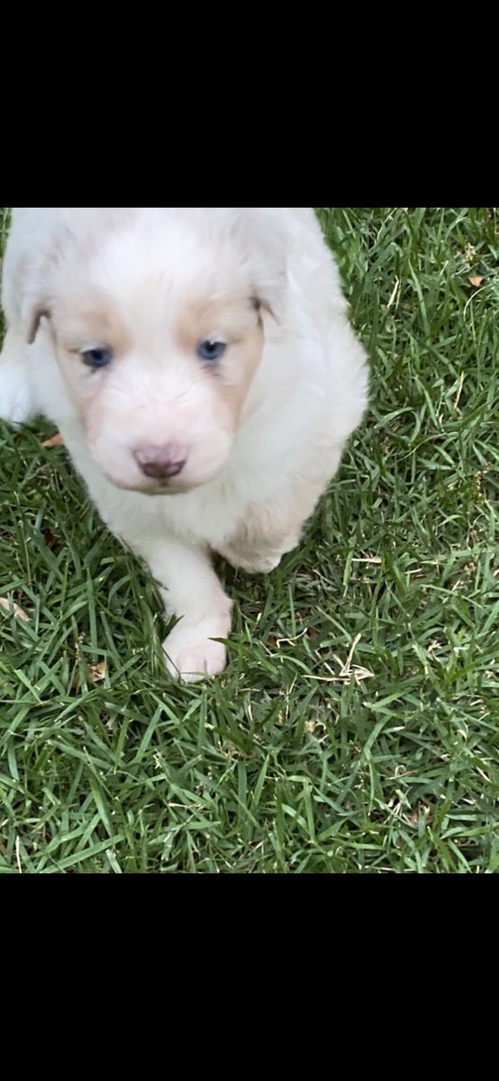 AnnieDRector's tweet photo. And in order...”Spike”-female with dark eyes; “Willow”-female with blue eyes, “Eleven”-female with blue eyes; and our sweet boy “Bruce”. #4weeksold #photoshoot #aussiepups #purebredaussies https://t.co/GXz1eCpKO9