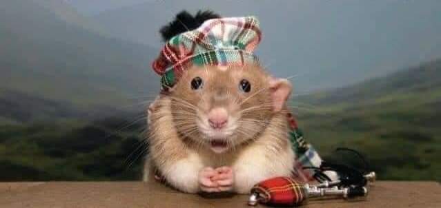 Jimboleem's tweet photo. Every now and then some smart-ass will ask me what I'm wearing under my Kilt....

I always reply, "your wife's lipstick!" https://t.co/zYsDMIsxQg