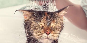 Un minino limpio es un minino feliz.

 ow.ly/yuaz30rz5Ie

"Encuentra la información completa y esperamos que estos consejos sean de gran utilidad".

<a href="/PRPmexico/">PRP México</a> <a href="/Dan_RPDigital/">SoyOZ</a> #Mascotas #Gatos #SiguemeYTeSigo

Visita: gm5.com.mx