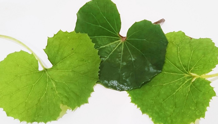 Lovegreen Ecストアオープンしました ふき 蕗 とつわぶき 石蕗 の見分け方 T Co Vn5jm5skmn ふきにそっくりな植物つわぶきをご存知ですか ふきとつわぶきを間違えないように 見分け方をご紹介します フキとは ツワブキとは フキと Lovegreen Ecストアオープンしました ふき 蕗 とつわぶき 石蕗 の見分け方 T Co Vn5jm5skmn ふきにそっくりな植物つわぶきをご存知ですか ふきとつわぶきを間違えないように 見分け方をご紹介します フキとは ツワブキとは フキと