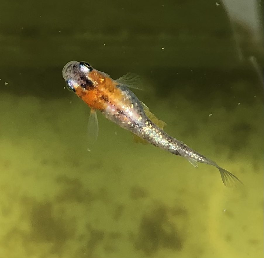 ハピネスめだかの販売員さん( ◜▿◝ ) tweet media