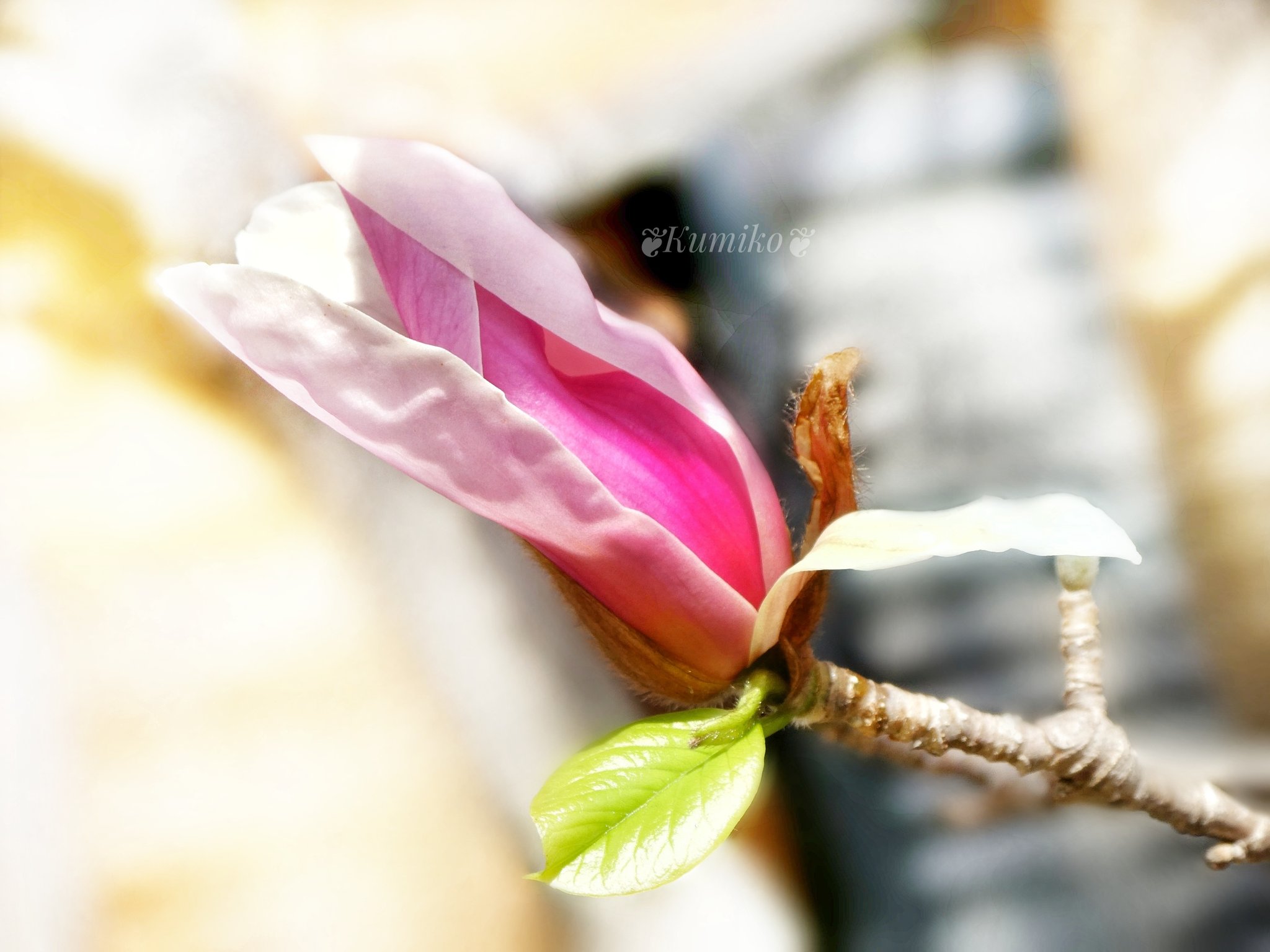 Bluepoppy Bluestar 誤 サクラモクレン 正 サラサモクレン 更紗木蓮 ごめんなさい この写真はもしかして サラサモクレン の アレキサンドリナ Twitter