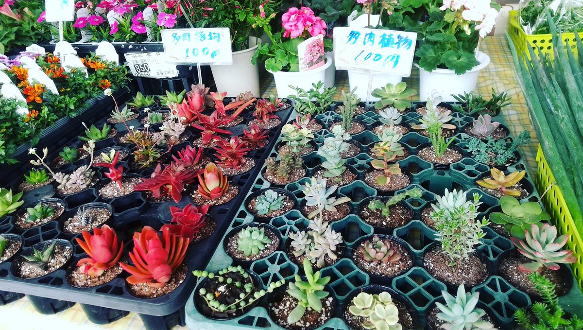高知の日曜市 土佐の街路市 多肉植物 いろいろ種類ございます どれでも1鉢100円です 高知市万々から 角田さんのお店です 高知木曜市 木曜市 今日のおすすめ 多肉植物 高知の日曜市 土佐の街路市 多肉植物 いろいろ種類ございます どれでも1鉢100円です 高知市万々から 角田さんのお店です 高知木曜市 木曜市 今日のおすすめ 多肉植物