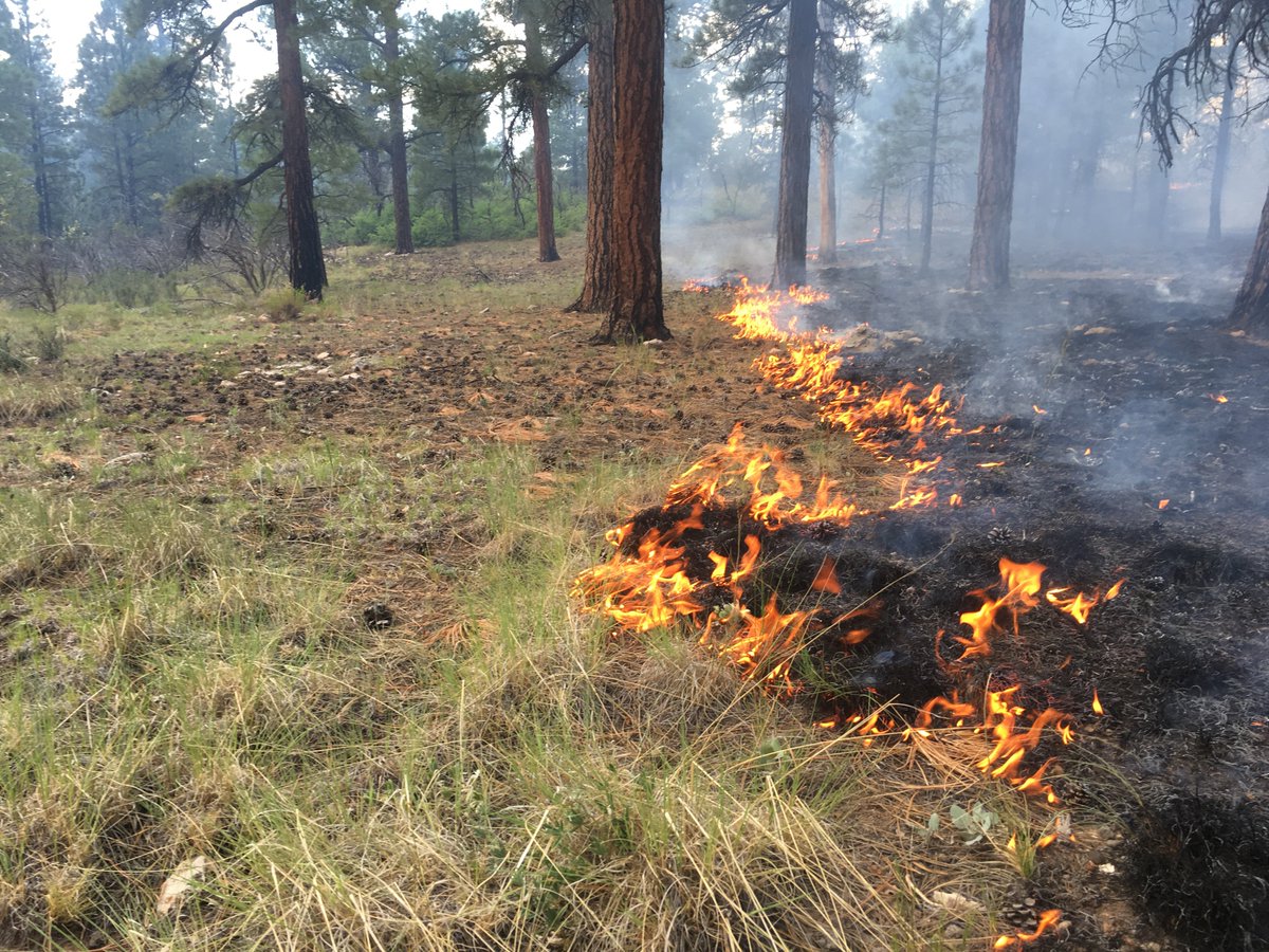 The Ecological Restoration Institute at Northern Arizona University is hiring A Research Scientist. Great job, with great people in a great place! hr.peoplesoft.nau.edu/psp/ph92prta/E…