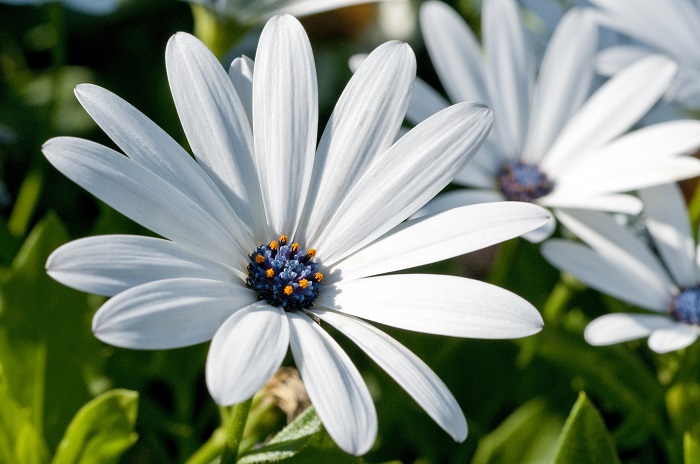 تويتر Lovegreen على تويتر 春に咲く白い花15選 T Co Lyogaxewmx 春はガーデニング を始めるのに最適な季節 白い花は どんな場所やどんな色の花とも合うので人気があります イベリス オステオスペルマム ケマンソウ シレネユニフローラ スズラン