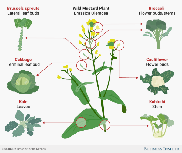 Are *all* vegetables secretly just Brassica oleracea?! en.wikipedia.org/wiki/Brassica_…