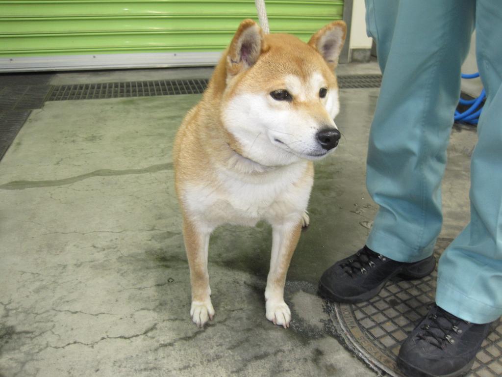 Japanesemichael Jackson 静岡県西部健康福祉センター 期限 3月23日 性別 女 年齢推定 中齡 犬種 柴犬 体格 中 毛色 茶白 引取月日場所 3 17 袋井市上山梨 迷彩柄布革製首輪 迷子犬 静岡県 袋井市 上山梨 柴犬 保健所 犬 迷彩首輪 Japanesemichael Jackson 静岡県西部健康福祉センター 期限 3月23日 性別 女 年齢推定 中齡 犬種 柴犬 体格 中 毛色 茶白 引取月日場所 3 17 袋井市上山梨 迷彩柄布革製首輪 迷子犬 静岡県 袋井市 上山梨 柴犬 保健所 犬 迷彩首輪