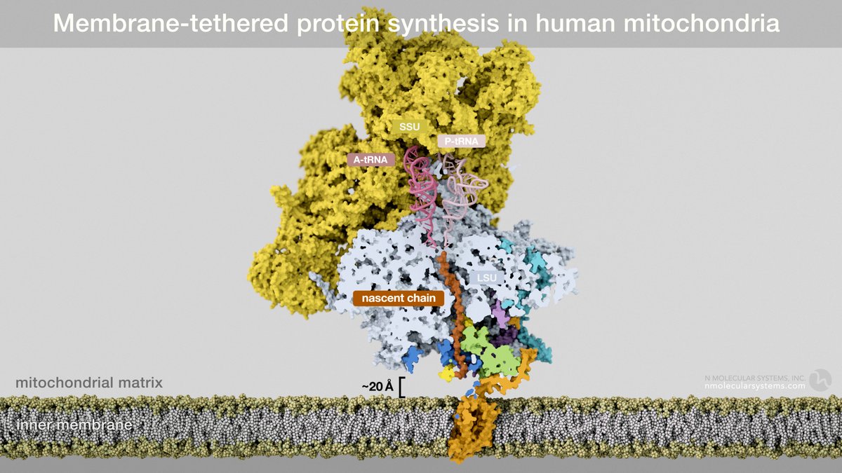 Intriguing aspect of the work @A_Amunts is 20Å gap between exit / insertase, providing for additional factors and #proteinfolding milieu (which differs from bacteria that favor early compaction of TM helices). We visualize 32 AA of #MTATP6 here (red) in place of poly-Ala in 6zm5.