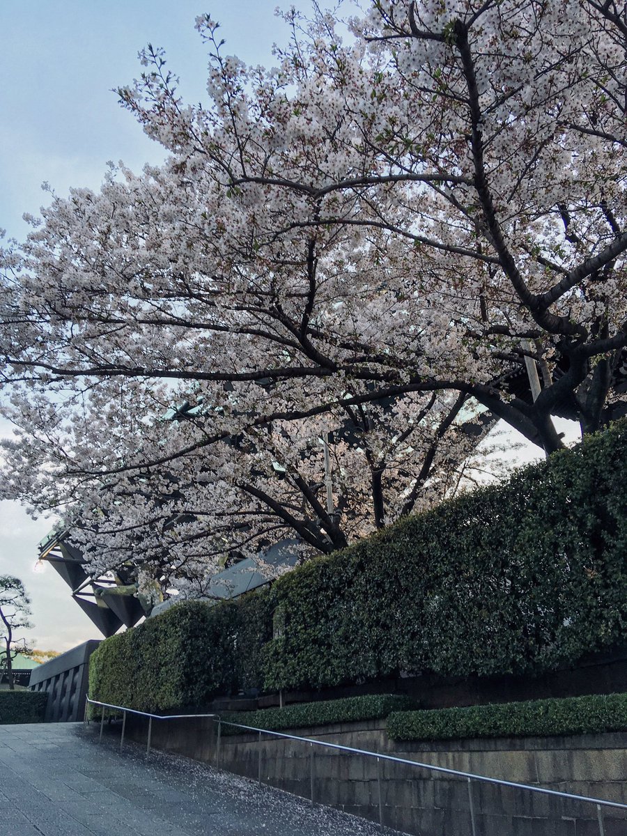 whileinjapan's tweet photo. 🥰
#cherryblossom #sakura #japan #springinjapan #whileinjapan https://t.co/K3FkJ46qIT