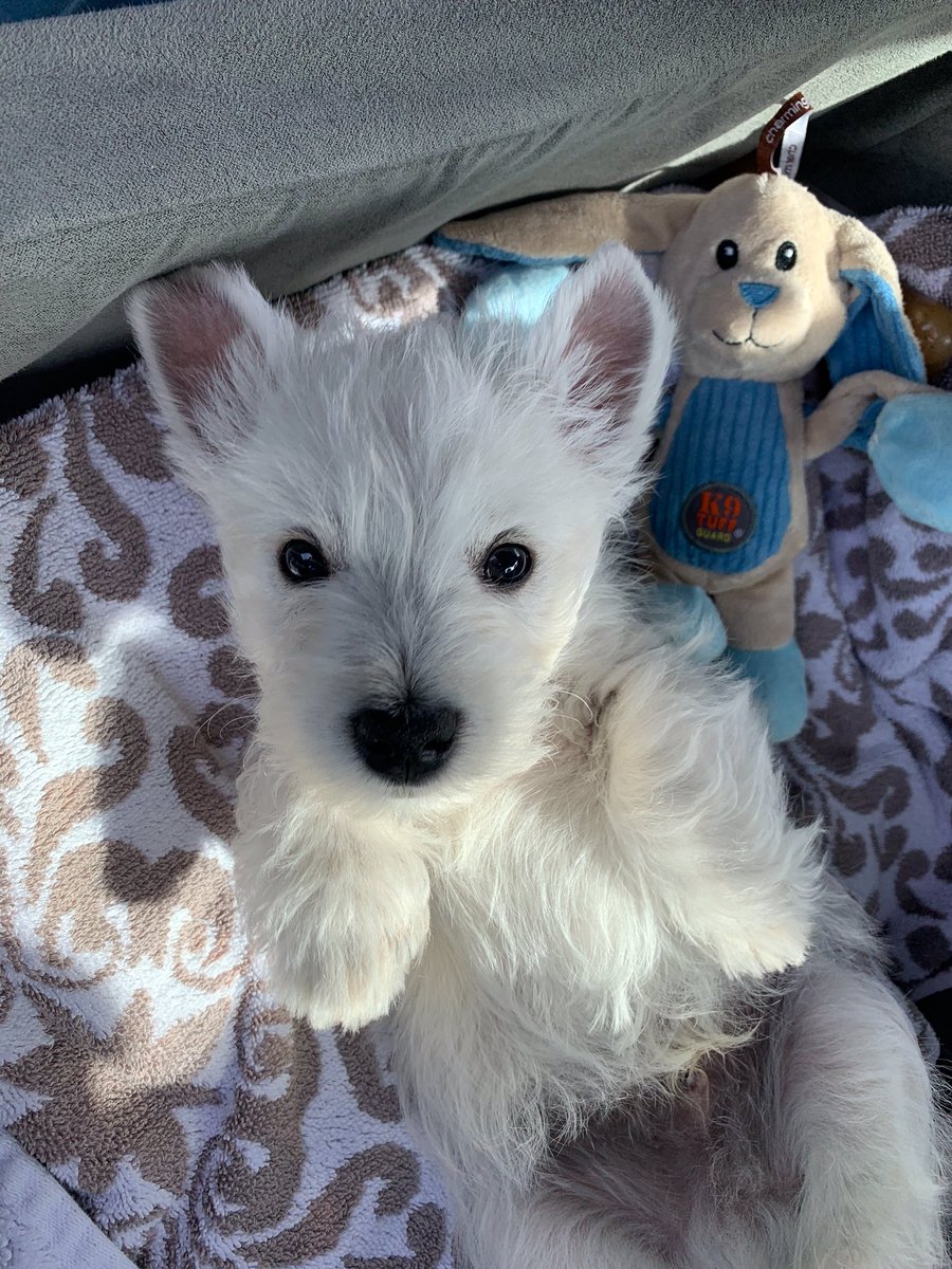 westcoastrobbie's tweet photo. Today we welcome Jaxon at 8 weeks old into our home and hearts to share more than a lifetime of love with him. Happy St Patrick’s Day and Happy Gotcha Day to our sweet boy Jaxon! Let the adventures begin! 🐾❤️ #dogsoftwitter #westies #ZSHQ https://t.co/V1LMU2ycS5
