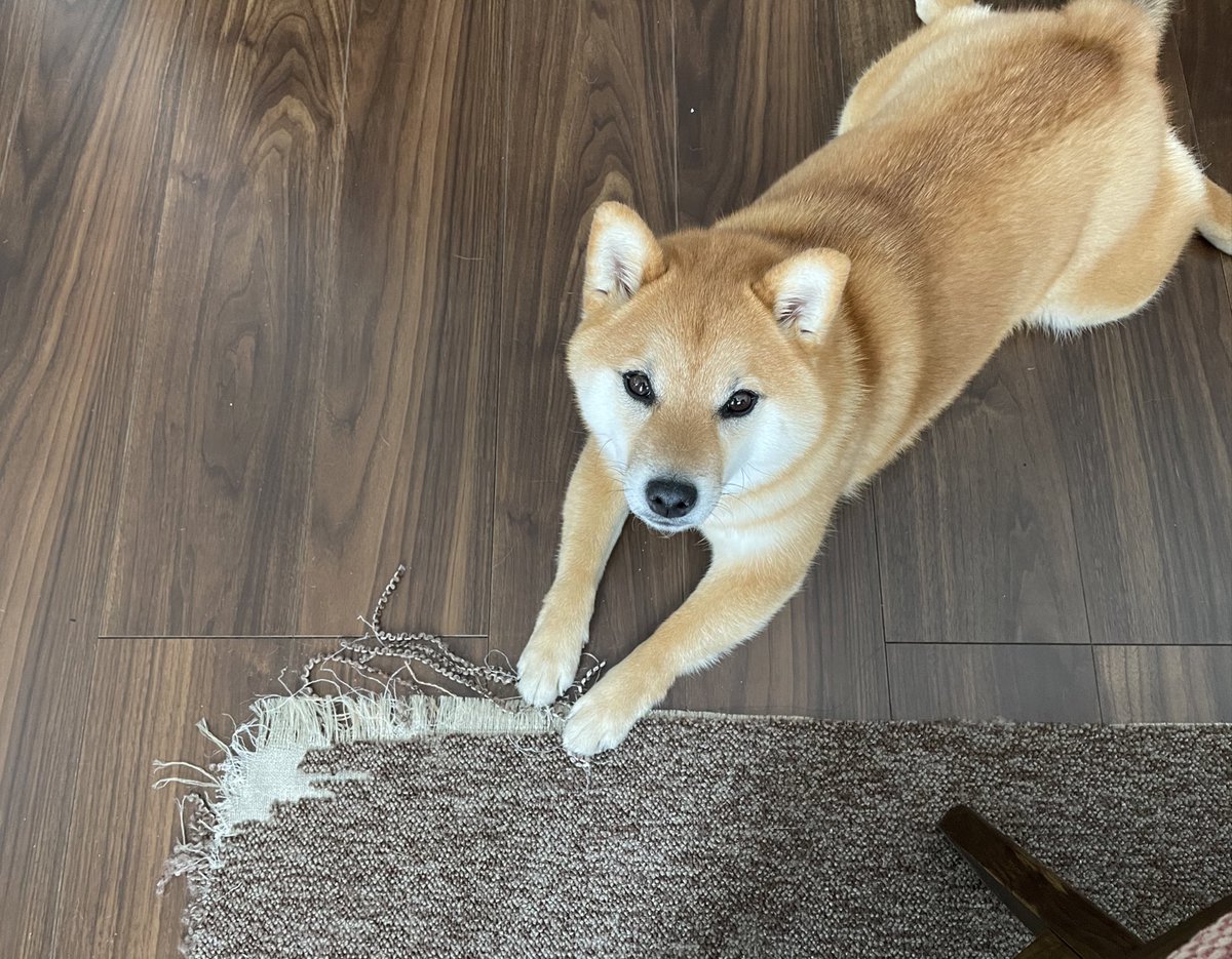 itm_nlabzoo's tweet photo. イタズラ、したよね？

柴犬「ごめんなさい（と思ってないし）」　反省しているふりをして、飼い主をにらむ柴犬さんの表情がたまらない
https://t.co/e4XOjCUIVj https://t.co/aOiqhiNzdR